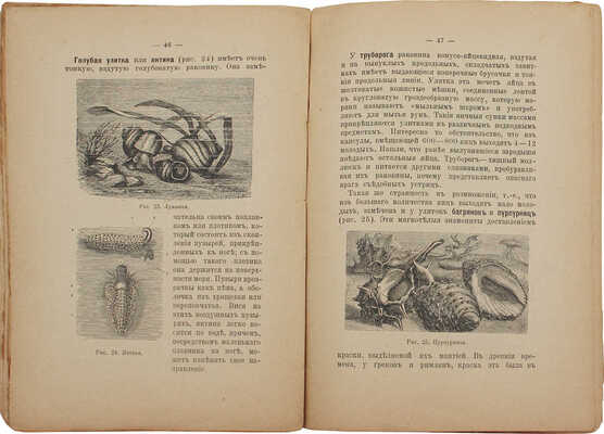 Сысоев В.М. Интересные раки и моллюски. Для семьи, школы и самообразования. (По Брему, Сент-Илеру и др.). М., 1915.